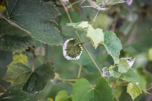 Damaged grape leaves