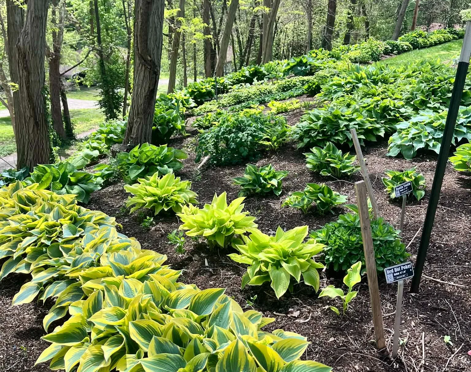 Hostas on the Bluff blossoms with 100-year-old school 