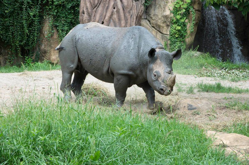 Black%20rhino%20male%20Ajabu_Saint%20Louis%20Zoo_web.jpg