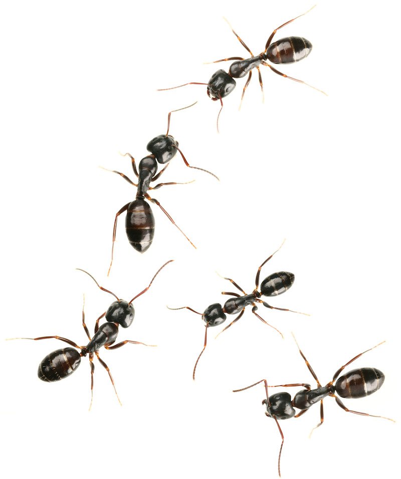 ants.jpeg